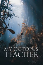 My Octopus Teacher (2020) English | 480p, 720p, 1080p | GDrive & Watch Online